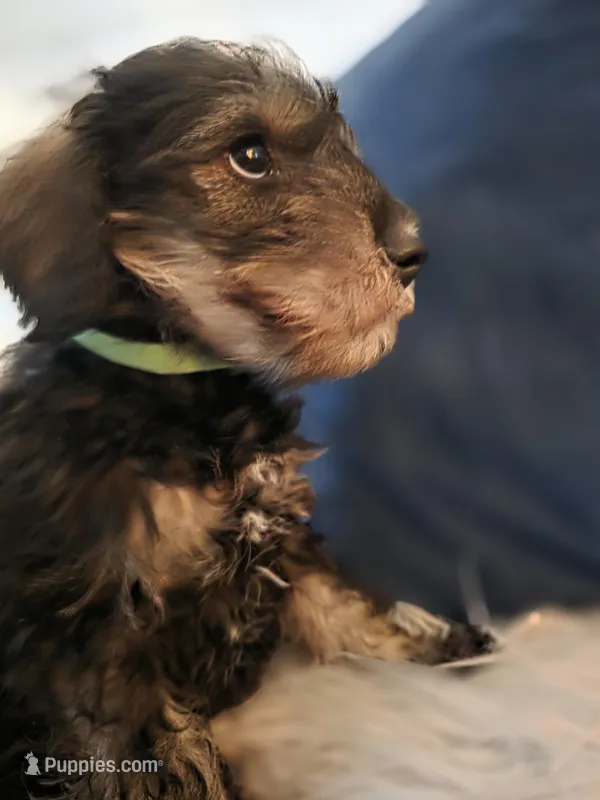 Little Dallas – Miniature Schnauzer puppy for sale in Murfreesboro, TN