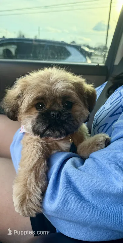 Maximus  – Shih Tzu puppy for sale in Powell, OH