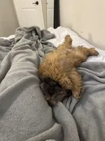 Maximus , a male Shih Tzu for sale in Powell, OH – Photo 4 of 5