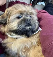 Maximus , a male Shih Tzu for sale in Powell, OH – Photo 2 of 5