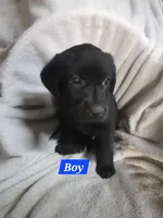 English Labs, a female Labrador Retriever for sale in East Freedom, PA – Photo 4 of 8