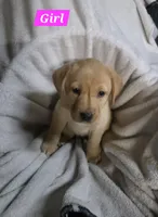 English Labs, a female Labrador Retriever for sale in East Freedom, PA – Photo 2 of 8