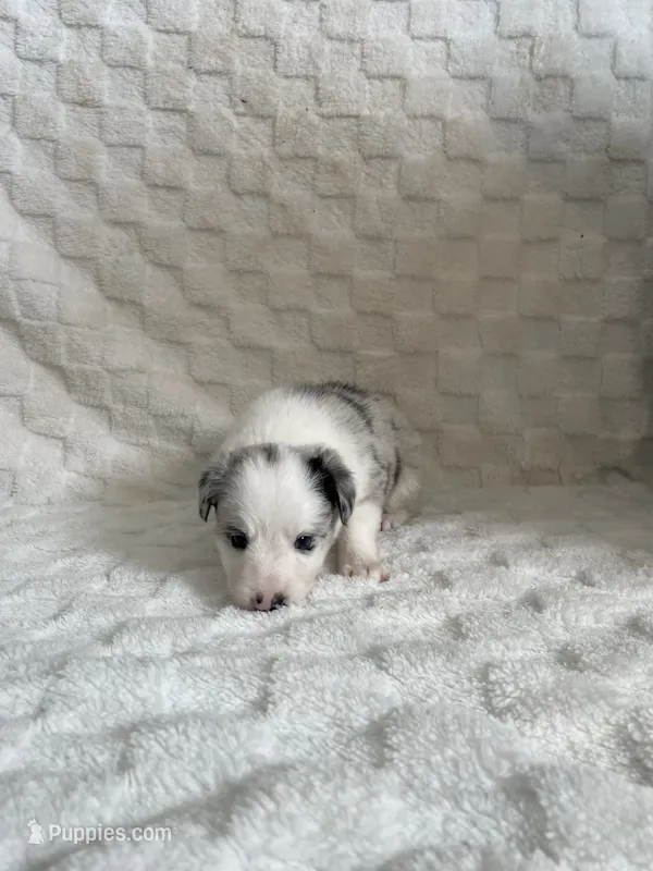 Melody  – Border Collie puppy for sale in Shelbyville, KY