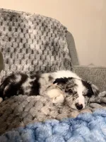 Toby , a male Border Collie for sale in Shelbyville, KY – 7 of 7