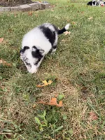 Toby , a male Border Collie for sale in Shelbyville, KY – 2 of 7