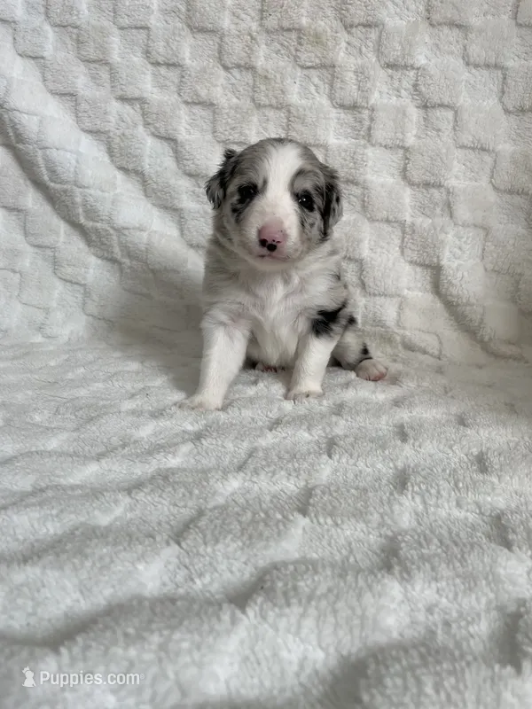 Dolly  – Border Collie puppy for sale in Shelbyville, KY