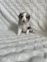 Dolly , a female Border Collie for sale in Shelbyville, KY – 1 of 3