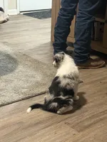 Toby , a male Border Collie for sale in Shelbyville, KY – 6 of 7