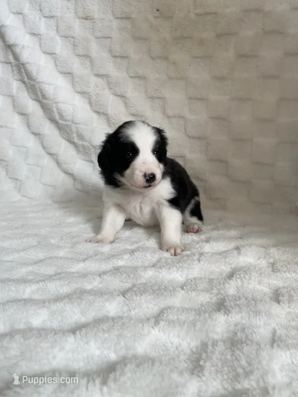 Holly  – Border Collie puppy for sale in Shelbyville, KY