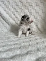 Dolly , a female Border Collie for sale in Shelbyville, KY – 2 of 3