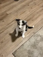 Toby , a male Border Collie for sale in Shelbyville, KY – 4 of 7