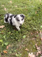 Toby , a male Border Collie for sale in Shelbyville, KY – 3 of 7
