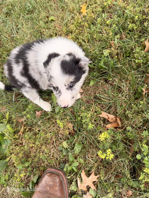 Toby , a male Border Collie for sale in Shelbyville, KY – 1 of 7