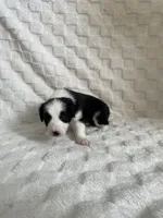 Holly , a female Border Collie for sale in Shelbyville, KY – 2 of 3