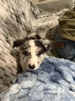 Toby , a male Border Collie for sale in Shelbyville, KY – 5 of 7