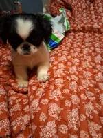 Puppy, a female Pekingese for sale in Brethren, MI – 1 of 1
