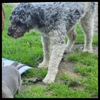 Raya, a female Poodle - Toy  for sale in Brethren, MI – 1 of 1