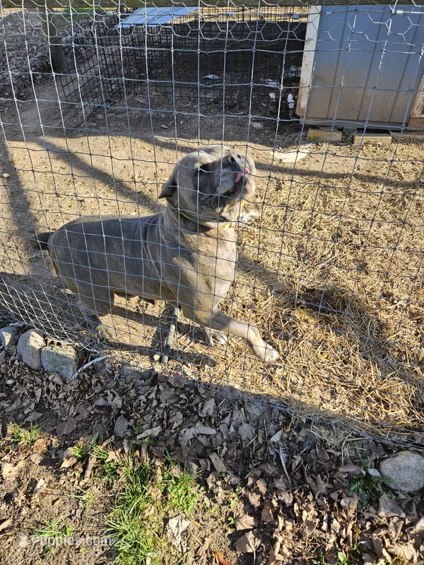 Trixie  – Cane Corso puppy for sale in Brethren, MI