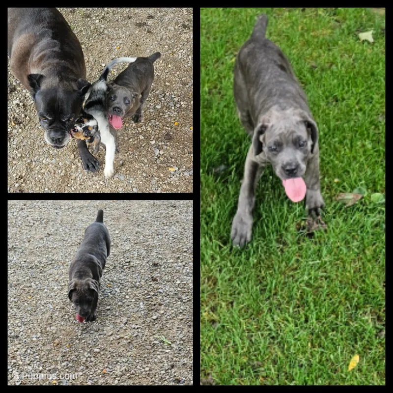 Cane corso  – Cane Corso puppy for sale in Brethren, MI