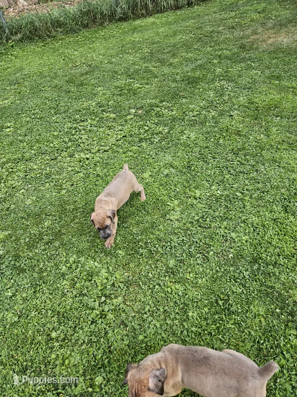 Cane corso  – Cane Corso puppy for sale in Brethren, MI