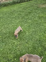 Cane corso , a female Cane Corso for sale in Brethren, MI – 1 of 1