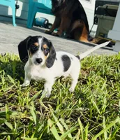 Finn, a male Miniature Dachshund for sale in Ponte Vedra, FL – 7 of 10