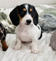 Finn, a male Miniature Dachshund for sale in Ponte Vedra, FL – 1 of 10