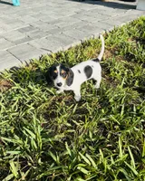 Finn, a male Miniature Dachshund for sale in Ponte Vedra, FL – 2 of 10