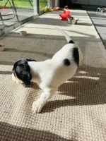 Finn, a male Miniature Dachshund for sale in Ponte Vedra, FL – 8 of 10