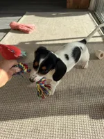 Finn, a male Miniature Dachshund for sale in Ponte Vedra, FL – 6 of 10
