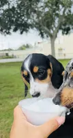 Blue collar , a male Miniature Dachshund for sale in Ponte Vedra, FL – 7 of 10
