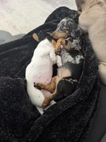 Blue collar , a male Miniature Dachshund for sale in Ponte Vedra, FL – 10 of 10