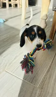 Finn, a male Miniature Dachshund for sale in Ponte Vedra, FL – 3 of 10