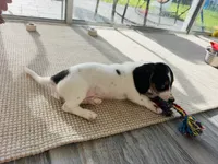 Finn, a male Miniature Dachshund for sale in Ponte Vedra, FL – 10 of 10