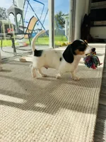 Finn, a male Miniature Dachshund for sale in Ponte Vedra, FL – 9 of 10
