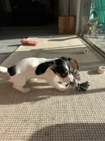 Finn, a male Miniature Dachshund for sale in Ponte Vedra, FL – 4 of 10