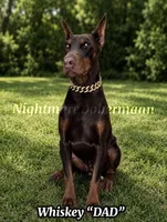 Ferrari , a male Doberman Pinscher for sale in Madera, CA – 3 of 3