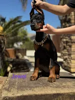 Jewel, a female Doberman Pinscher for sale in Madera, CA – 4 of 5