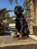Royce , a male Doberman Pinscher for sale in Madera, CA – 3 of 5