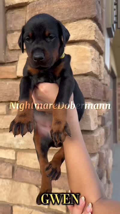 Gwen, a female Doberman Pinscher for sale in Madera, CA – 2 of 3