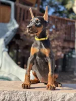 Sindel, a female Doberman Pinscher for sale in Madera, CA – 3 of 5