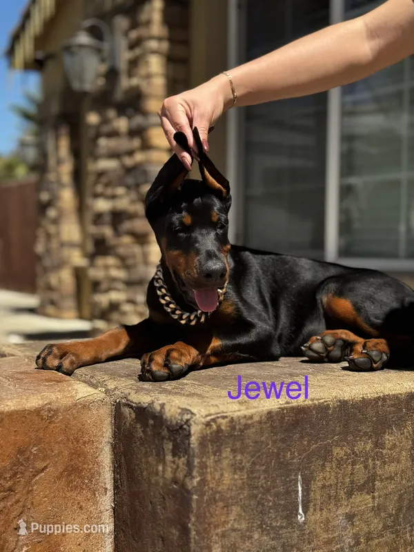 Jewel – Doberman Pinscher puppy for sale in Madera, CA