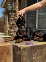 Jewel, a female Doberman Pinscher for sale in Madera, CA – 1 of 5