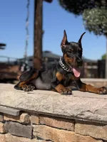 MIRACLE, a female Doberman Pinscher for sale in Madera, CA – 4 of 5