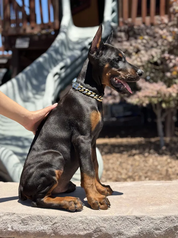 Kano – Doberman Pinscher puppy for sale in Madera, CA
