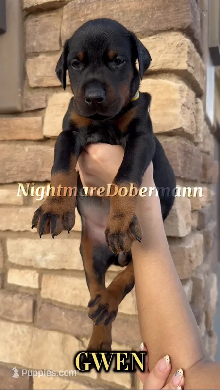 Gwen – Doberman Pinscher puppy for sale in Madera, CA