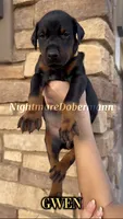 Gwen, a female Doberman Pinscher for sale in Madera, CA – 1 of 3