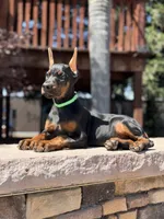Jade, a female Doberman Pinscher for sale in Madera, CA – 5 of 5