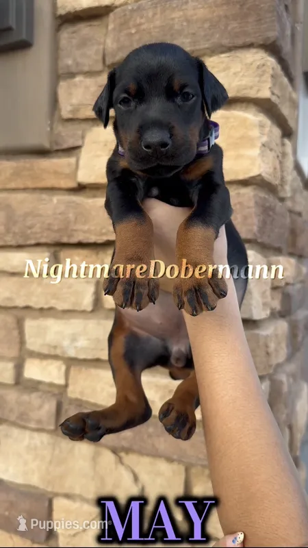 May – Doberman Pinscher puppy for sale in Madera, CA
