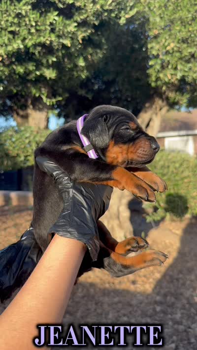 Jeanette, a female Doberman Pinscher for sale in Madera, CA – 2 of 3